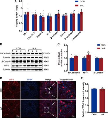 Effect of iodoacetic acid on the reproductive system of male mice